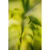 Frosted Green Premium Metal ChromaLuxe Hi Gloss Decor Wall Printed Panel