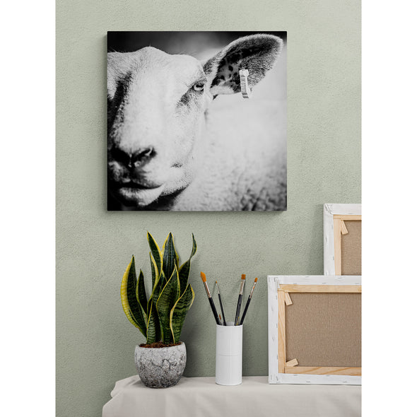Sheeps a Number Premium Metal ChromaLuxe Hi Gloss Photo Decor Wall Printed Panel