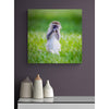 Baby Monkey Premium Metal ChromaLuxe Hi Gloss Photo Decor Wall Printed Panel