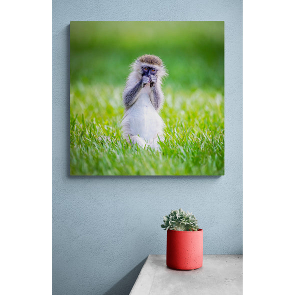Baby Monkey Premium Metal ChromaLuxe Hi Gloss Photo Decor Wall Printed Panel