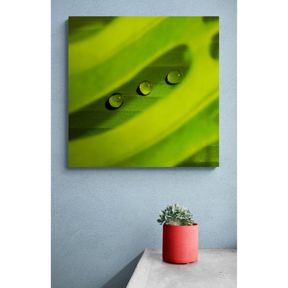 Green Plant Droplets Premium Metal ChromaLuxe Hi Gloss Photo Decor Wall Printed Panel